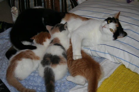 Tiana and kittens 100317b